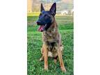 Adopt MAJOR a Belgian Shepherd / Malinois