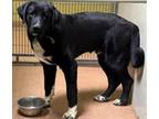 Adopt CLIFFORD a German Shepherd Dog, German Wirehaired Pointer