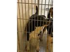 Adopt OOMPA a Labrador Retriever