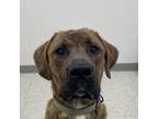 Adopt Dervish a Pit Bull Terrier