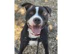 Adopt MANNY a Pit Bull Terrier