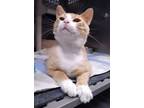 Adopt Sardino a Domestic Short Hair