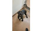 Adopt TOAD a Pit Bull Terrier, Labrador Retriever