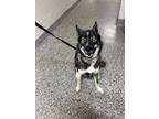 Adopt GEORGE a Husky