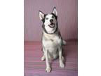 Adopt ECHO a Siberian Husky