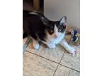 Adopt Ragdoll a Domestic Medium Hair