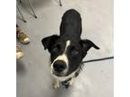Adopt Theo a Collie