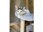 Adopt Tage 23C-0001 a Domestic Short Hair