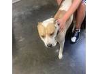 Adopt Ace a Husky