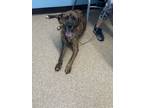 Adopt COURTESY POST-Coop a Boxer, Catahoula Leopard Dog