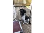 Adopt Ebbets aka Franklin CO - #22 Bulado a Mixed Breed, Dachshund