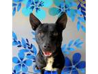 Adopt Toro a Pit Bull Terrier