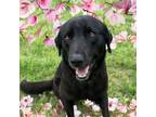 Adopt Bluey a Mixed Breed
