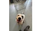 Adopt Petey a Pit Bull Terrier