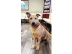 Adopt Ryder a Mixed Breed