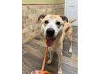 Adopt Kermit a Great Pyrenees