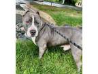 Adopt 2HONDO a Pit Bull Terrier