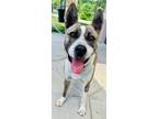 Adopt GUAPO a Australian Cattle Dog / Blue Heeler, Akita