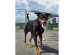 Adopt Sargent Pepper a Doberman Pinscher
