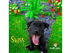 Adopt Say Cheese Litter: SWISS a Labrador Retriever