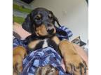 Adopt Puppy 3/ Marks a Doberman Pinscher