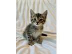 Adopt Tom a Domestic Short Hair