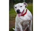 Adopt Coach/Lucky a Mixed Breed