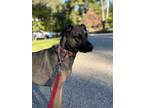 Adopt Lone a German Shepherd Dog, Shepherd