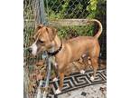 Adopt Clyde a Boxer, Boston Terrier