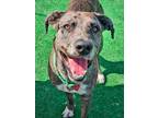 Adopt Gunner a Great Dane, Mixed Breed