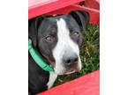 Adopt Parker a Great Dane, Mixed Breed