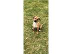 Adopt Chip ***has 2 chips...2nd under internal notes*** a Dachshund