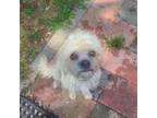 Adopt Labyrinth Litter Sir Didymus a Shih Tzu, Pug