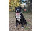 Adopt Jimbo a Retriever, Bearded Collie