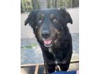 Adopt JOVI a Australian Shepherd