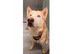 Adopt SNOWBALL a Siberian Husky