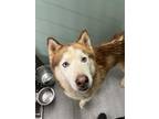 Adopt TATOR TOT a Siberian Husky