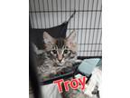 Adopt Troy a Domestic Long Hair