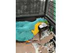 Adopt Bubba a Macaw