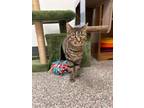 Adopt Shelf a Domestic Short Hair