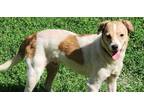 Adopt Nicholas a Jack Russell Terrier