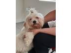 Adopt Clyde a Shih Tzu