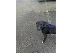 Adopt Denver a Labrador Retriever