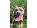 Adopt DRO a Pit Bull Terrier, Mixed Breed