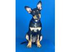 Adopt DIEGO a Black and Tan Coonhound, Mixed Breed