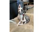 Adopt Piglet a Pomeranian, Mixed Breed