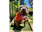 Adopt Bronco a American Staffordshire Terrier