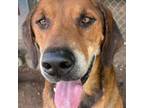 Adopt Indy a Hound, Labrador Retriever