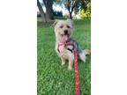 Adopt Neron a Yorkshire Terrier, Norfolk Terrier