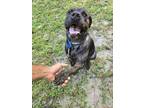 Adopt DEE(dexter) a Rottweiler, Labrador Retriever